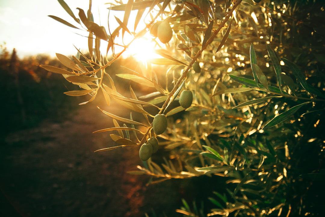 A Timeless Legacy: The Rich History and Craftsmanship Behind Olive Wood