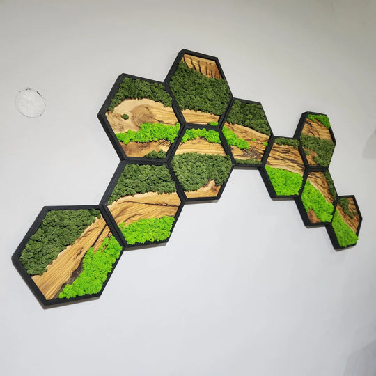 Hexagon Moss and Olive Wood Wall Art in Wooden Black Frame